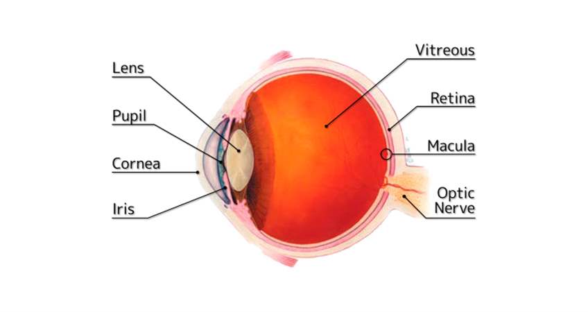 Retina hastalıkları ve tedavisi